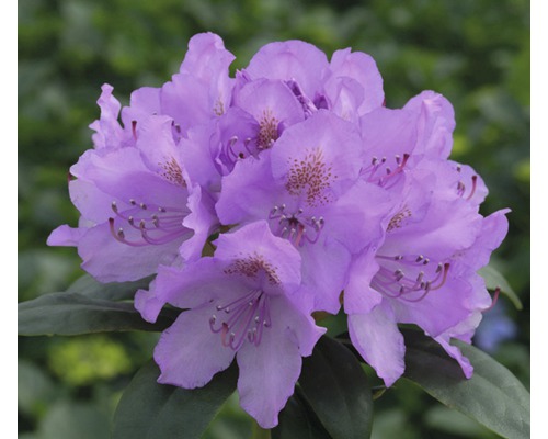 Alpenrose lila, 50 - 60 cm