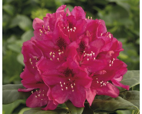 Alpenrose Rot, 30 - 40 cm
