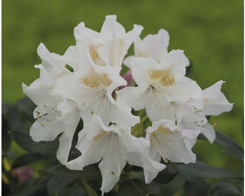 Alpenrose weiss, 30 - 40 cm