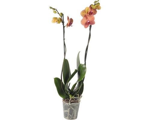 Phalaenopsis 'Surfsong' 55-70 cm