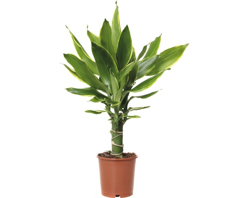 exotenherz - Mini plante – Dracaena Sanderiana – Arbre de dragon