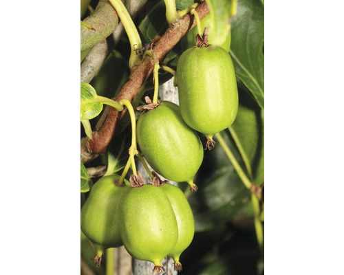 Kiwi Issai selbstfruchtend, 90-120 cm grün