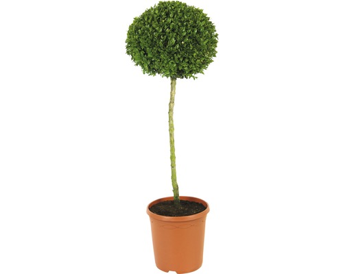 Buchsbaum Stamm 60-70 cm