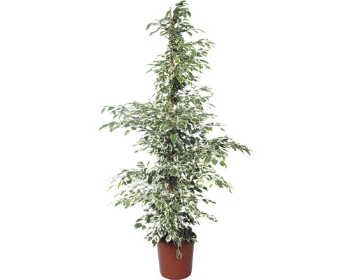 Figuier pleureur FloraSelf Ficus benjamnia 'Twilight' H 130-140 cm pot de Ø 24 cm