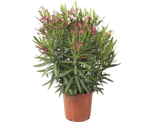 Oleander Tricolor FloraSelf® 60-80 cm rosa-rot-bordeaux