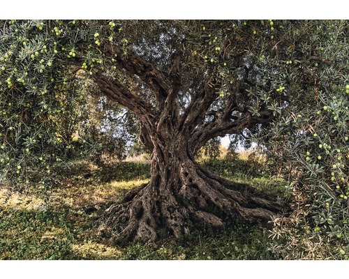 Fototapete Olive Tree 8-tlg. 254x368 cm