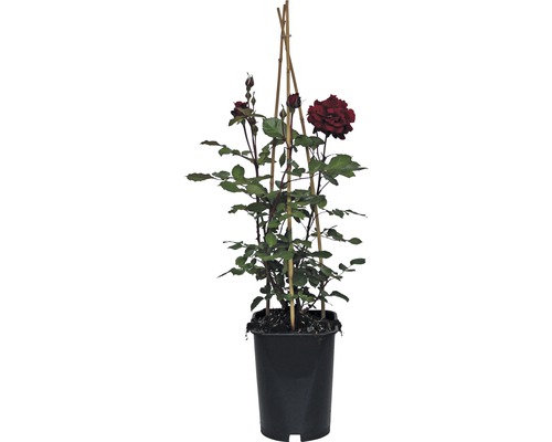Renaissance Rose FloraSelf 70-90 cm rot